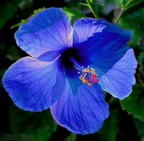 Blue Hibiscus Flower Hybrid Live Plant