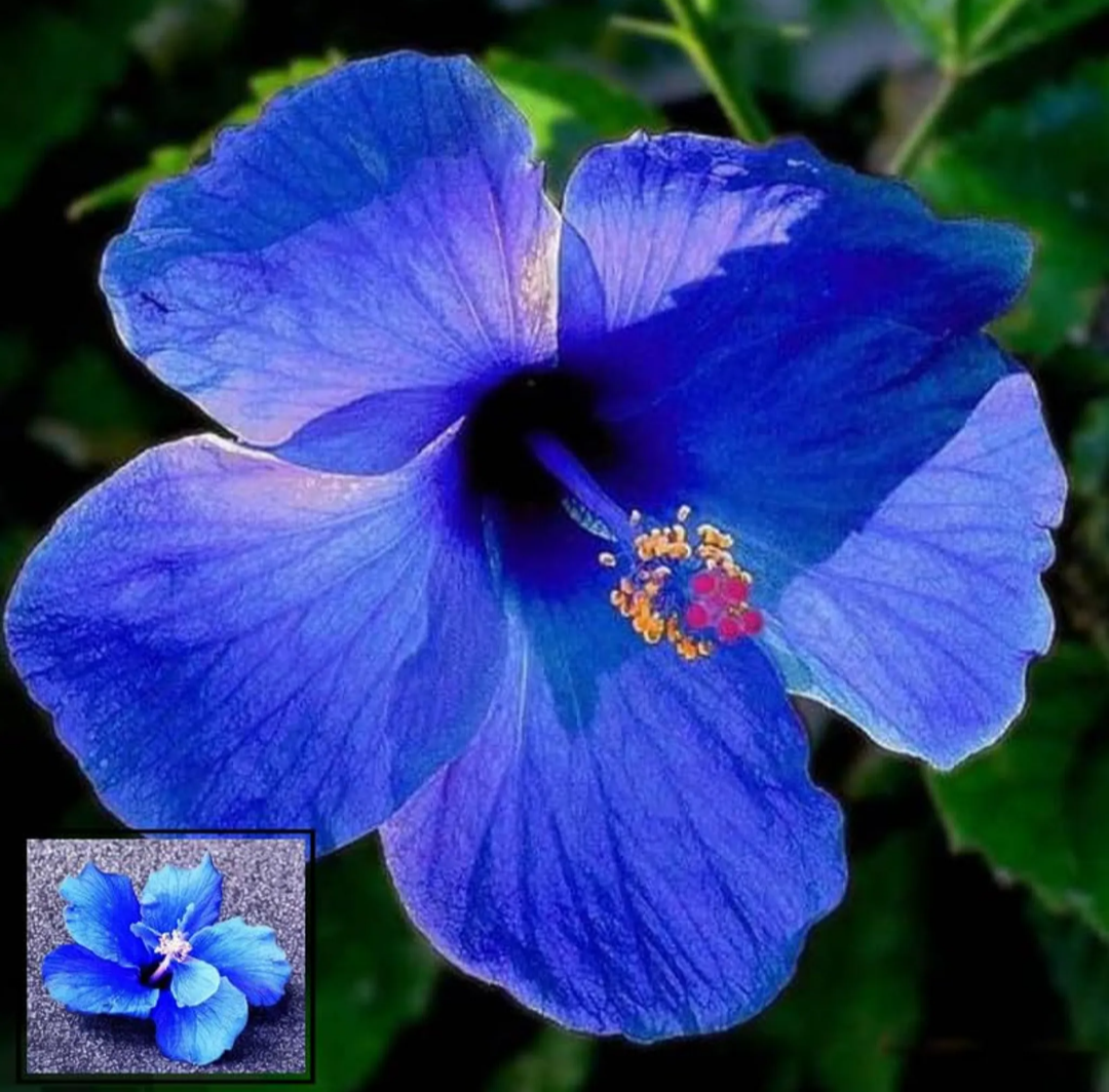 Blue Hibiscus Flower Hybrid Live Plant
