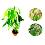Tejpatta Tejpatra/indian Bay Leaves - Hybrid Plant