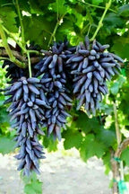 Thai Varities Black Finger Grapes Hybrid Fruit Plant (pack Of - 1)