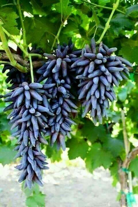 Thai Varities Black Finger Grapes Hybrid Fruit Plant (pack Of - 1)