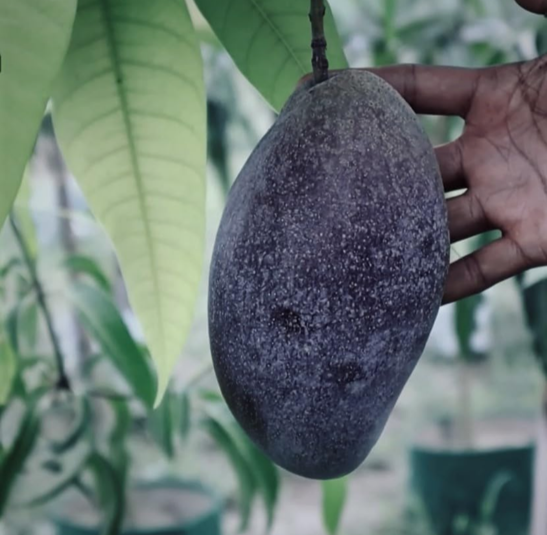 Thai Black Stone Mango Hybrid Grafted Fruit Plant