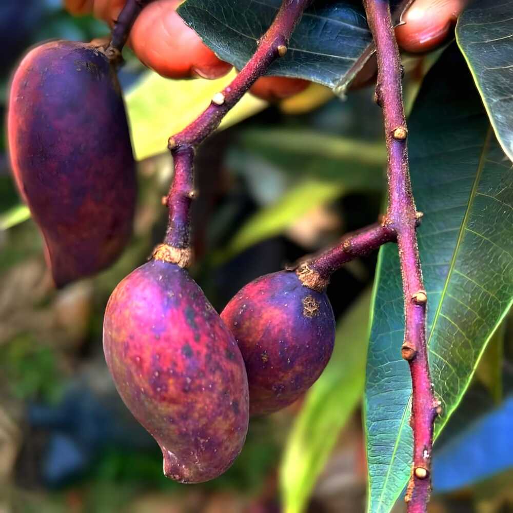 Thai Black Stone Mango Hybrid Grafted Fruit Plant