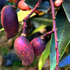 Thai Black Stone Mango Grafted Fruit Plant