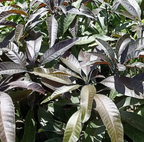 Thai Black Stone Mango Hybrid Grafted Fruit Plant