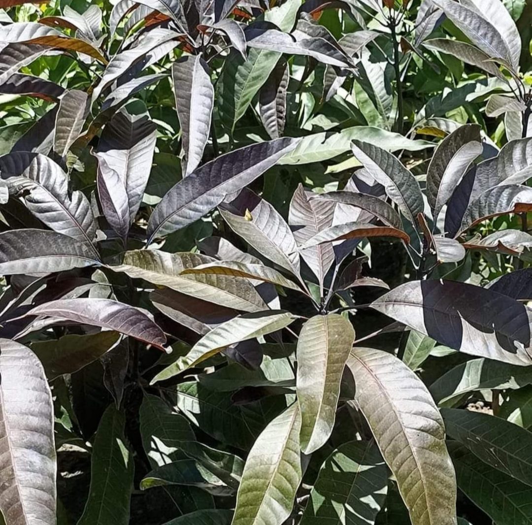 Thai Black Stone Mango Hybrid Grafted Fruit Plant