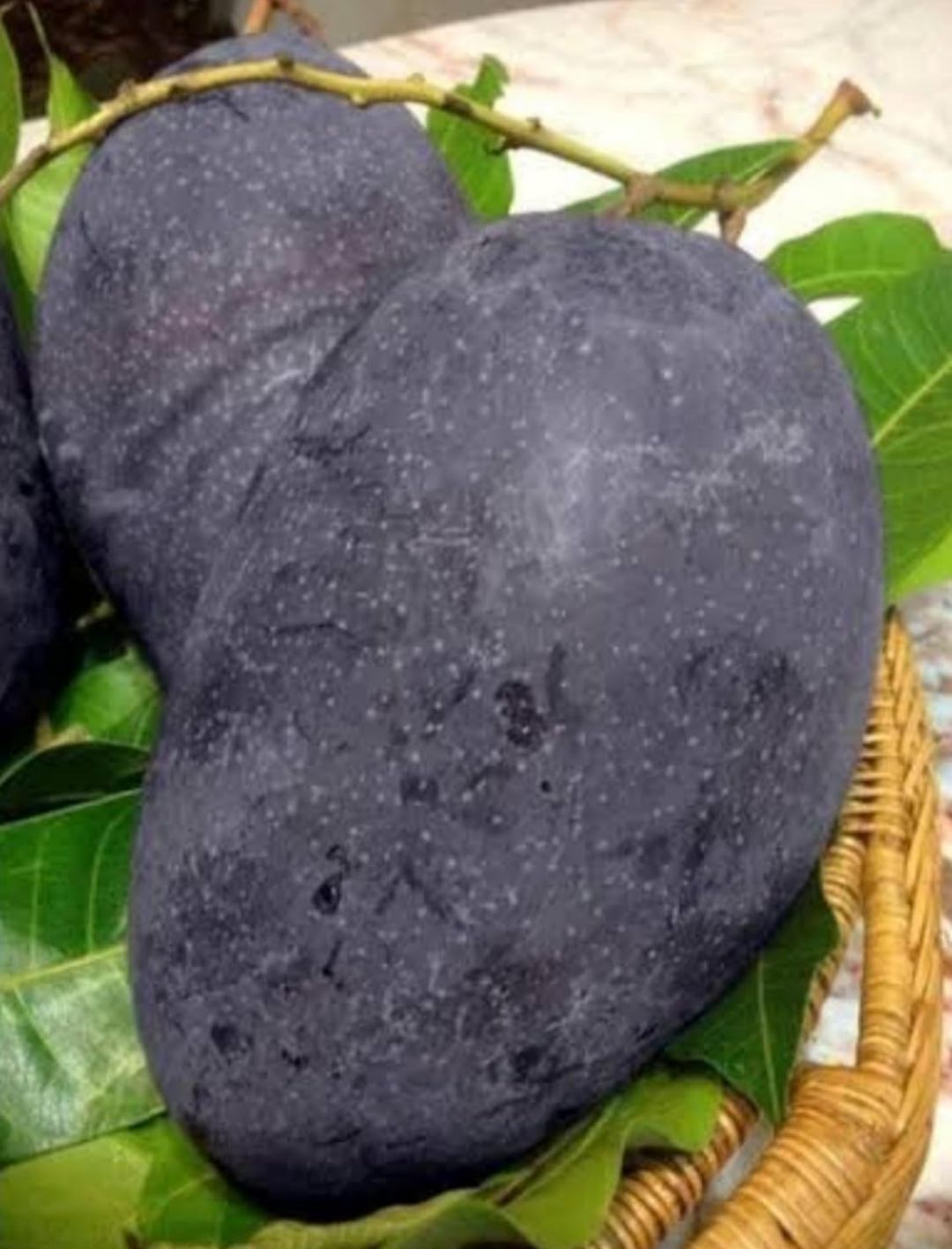Thai Black Stone Mango Hybrid Grafted Fruit Plant
