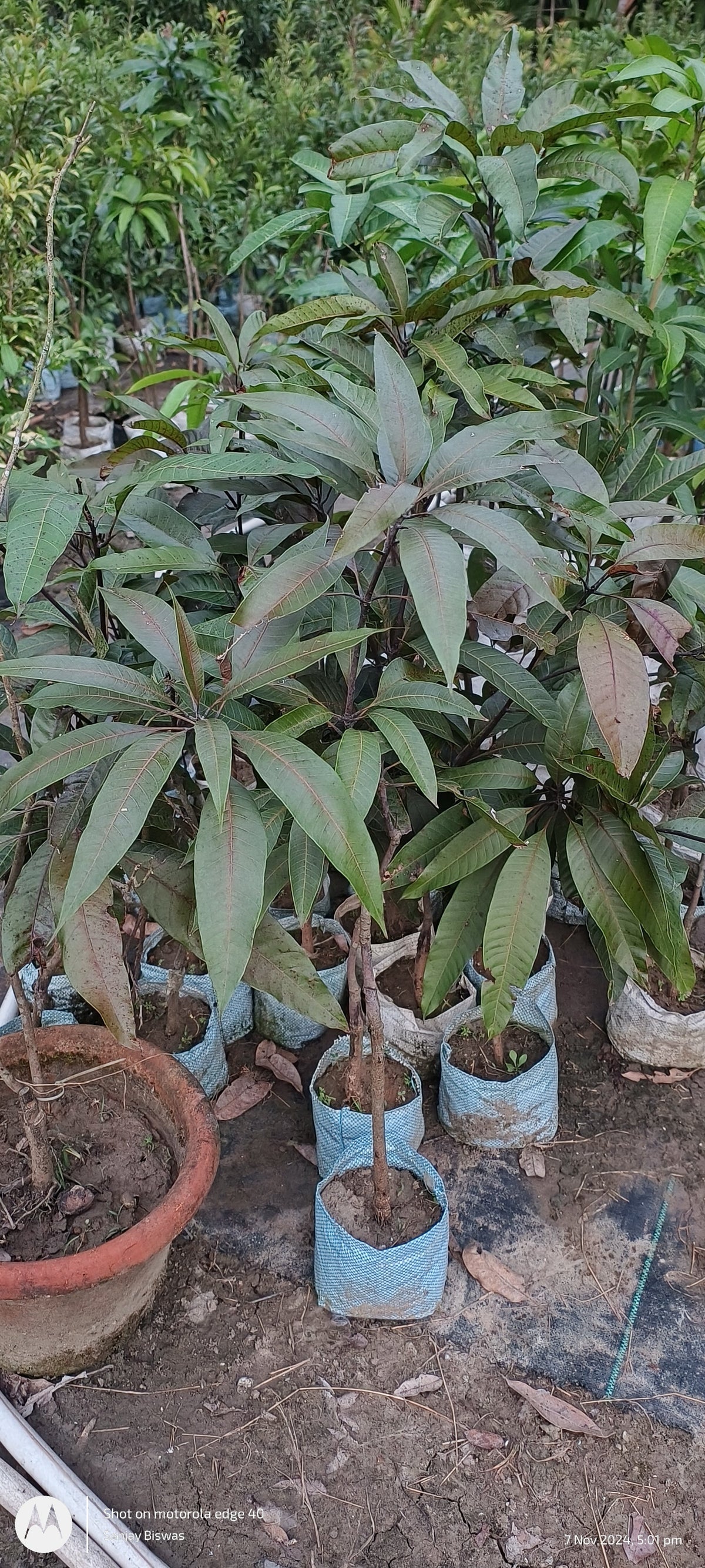 Thai Black Stone Mango Hybrid Grafted Fruit Plant
