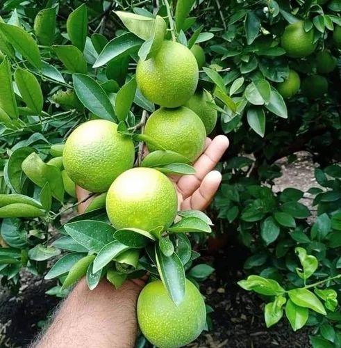 Vietnam Sweet Malta Mousombi Juice Lemon Grafted Fruit Plant