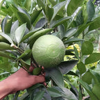 Vietnam Sweet Malta Mousombi Juice Lemon Grafted Fruit Plant