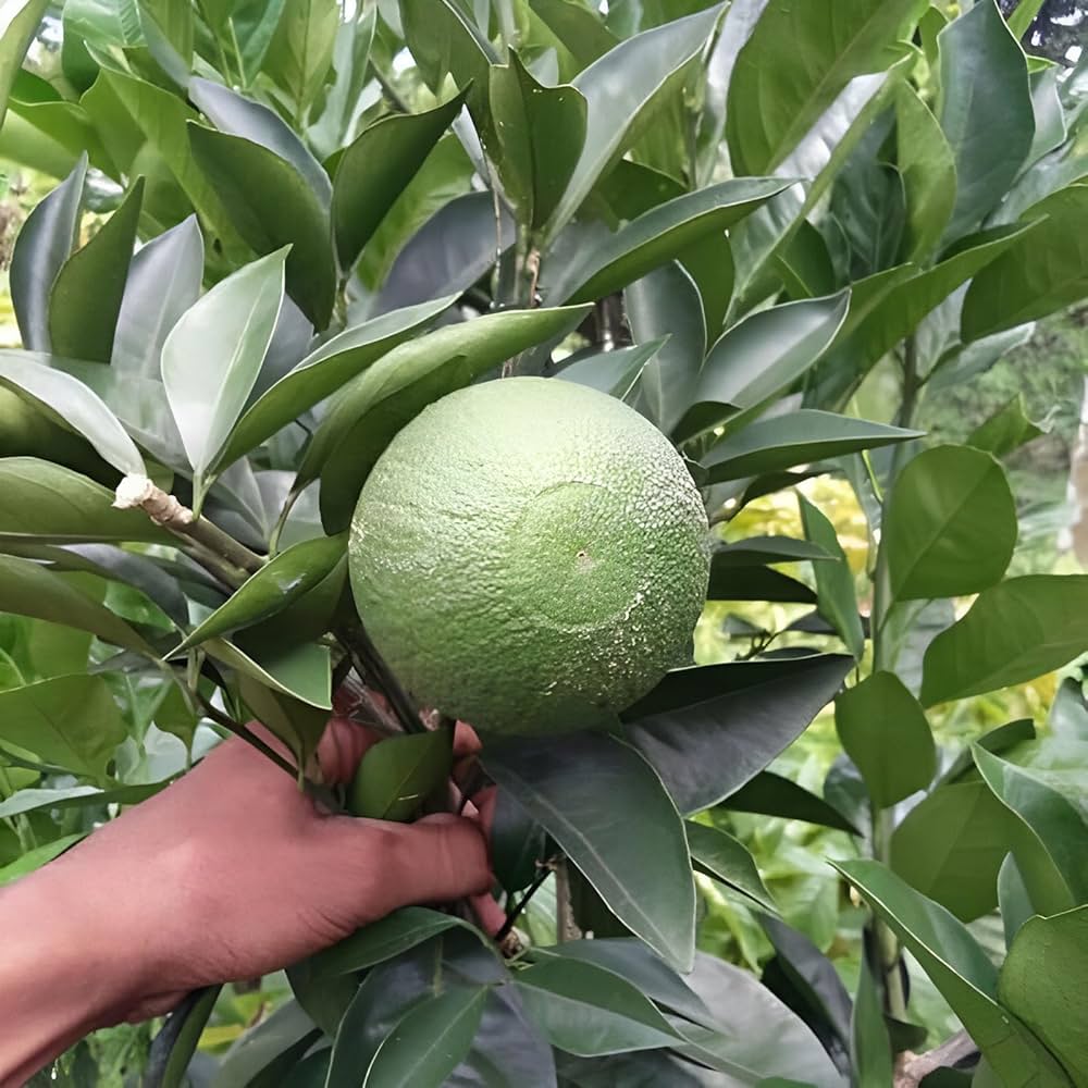 Vietnam Sweet Malta Mousombi Juice Lemon Grafted Fruit Plant