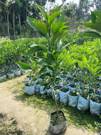 Vietnam Sweet Malta Mousombi Juice Lemon Grafted Fruit Plant