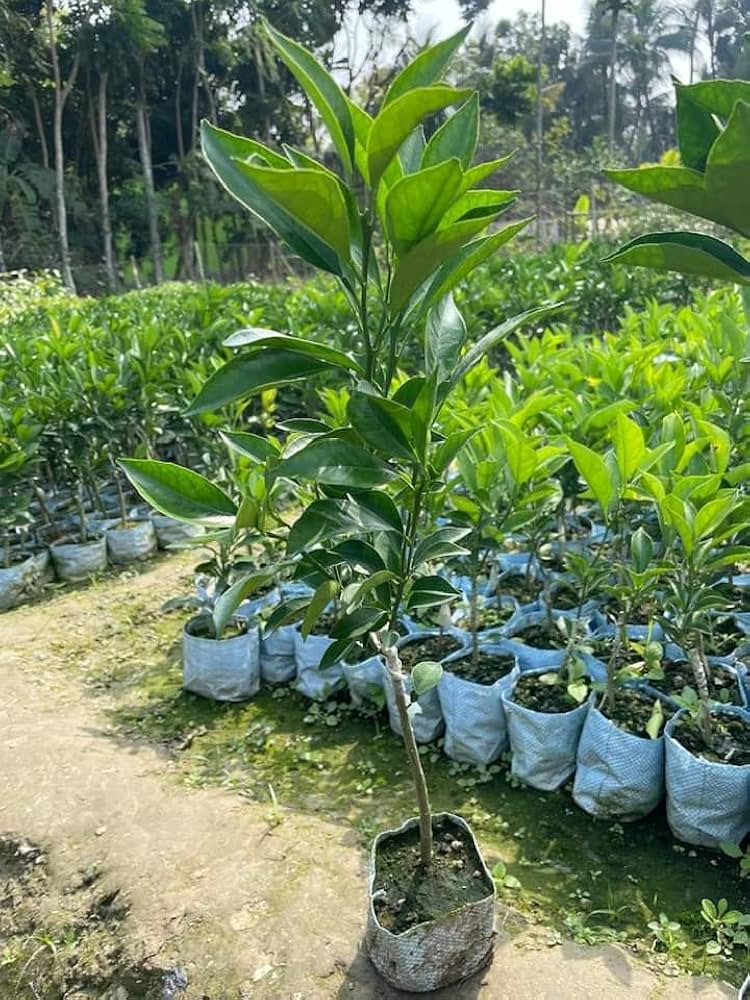Vietnam Sweet Malta Mousombi Juice Lemon Grafted Fruit Plant