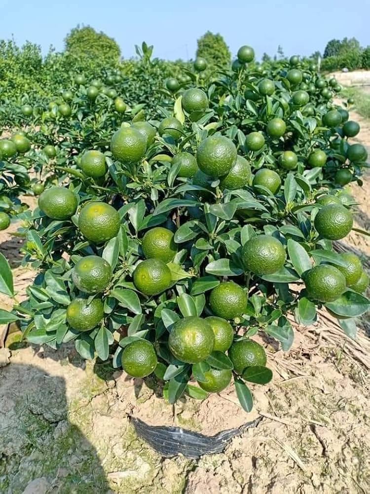 Vietnam Sweet Malta Mousombi Juice Lemon Grafted Fruit Plant