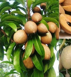 Thai Variety Kala Patti Chikku/sapota Grafted Fruit Plant