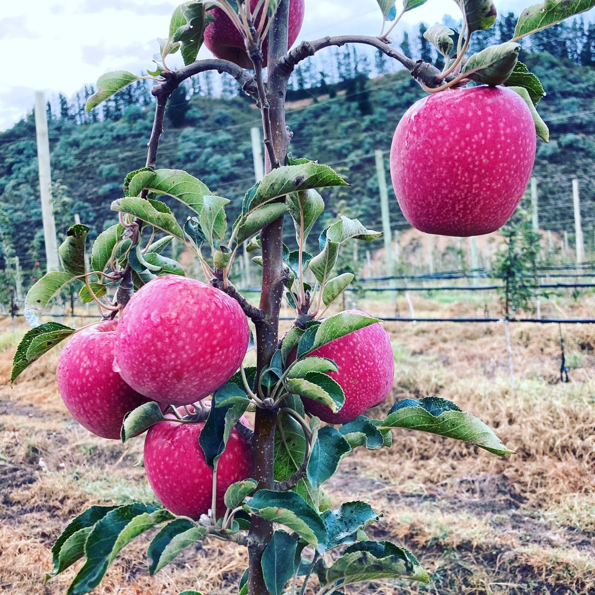 Pink Lady Apple Hybrid Air Learning Fruit Plant ( Pack Of - 1)