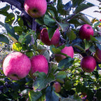 Pink Lady Apple Hybrid Air Learning Fruit Plant ( Pack Of - 1)