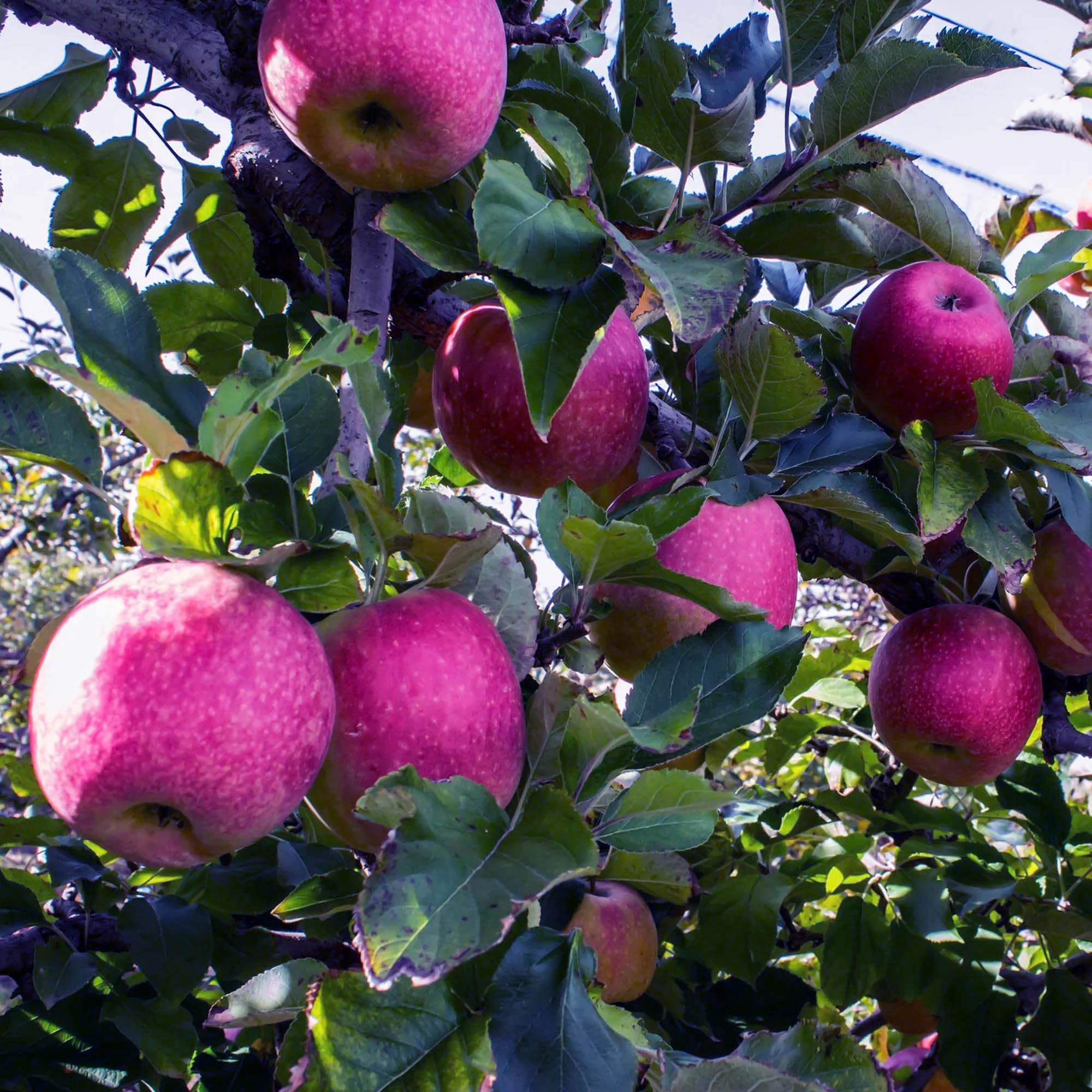 Pink Lady Apple Hybrid Air Learning Fruit Plant ( Pack Of - 1)
