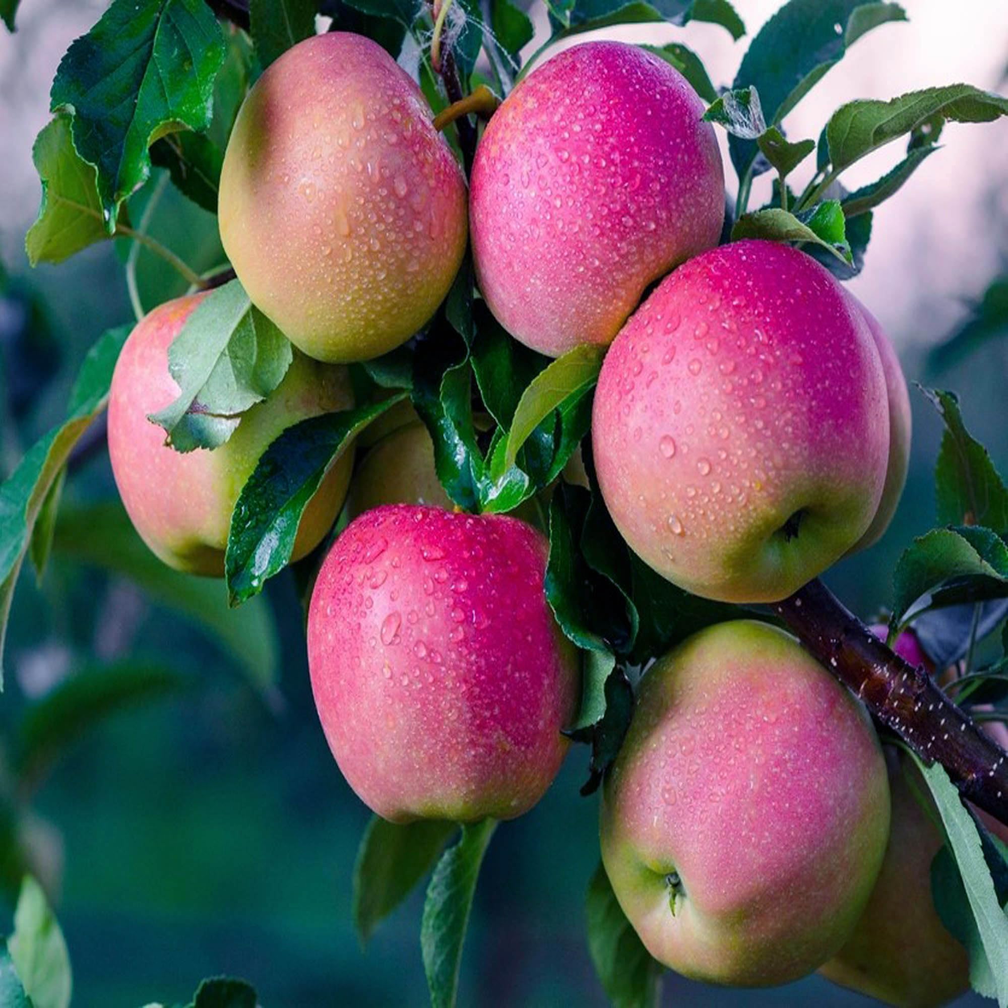 Pink Lady Apple Hybrid Air Learning Fruit Plant ( Pack Of - 1)