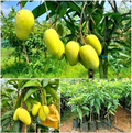 Thai All Time Mango Grafted Hybrid Fruit Plant