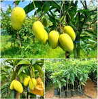 Thai All Time Mango Grafted Hybrid Fruit Plant