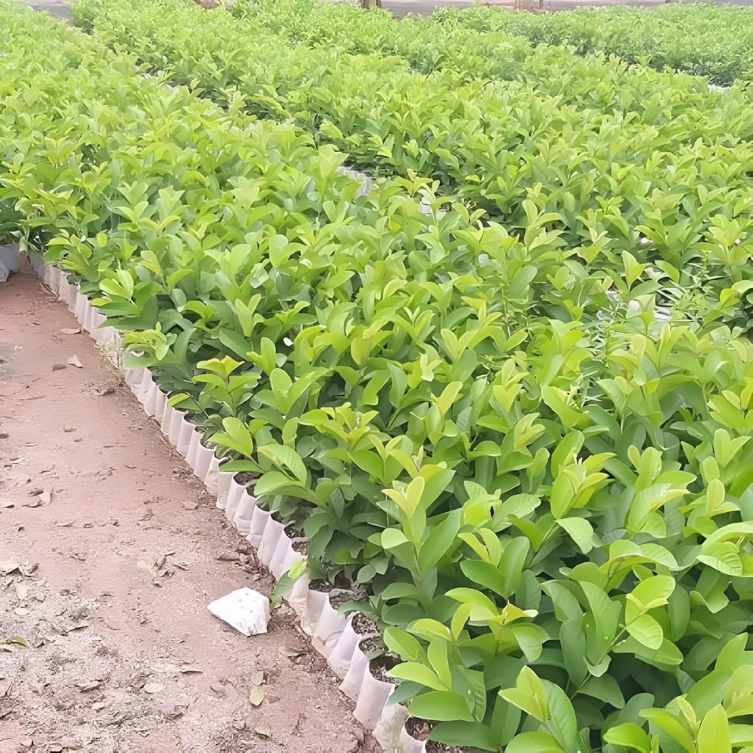 Thai Guava/ Amrud Hybrid Fruit Air Learning Grafted Plant (pack Of- 1)