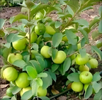 Thai Guava/ Amrud Hybrid Fruit Air Learning Grafted Plant (pack Of- 1)