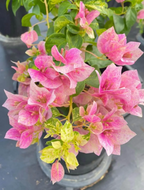 Lady Bird Marbel Bougainvillea Flower Live Plant