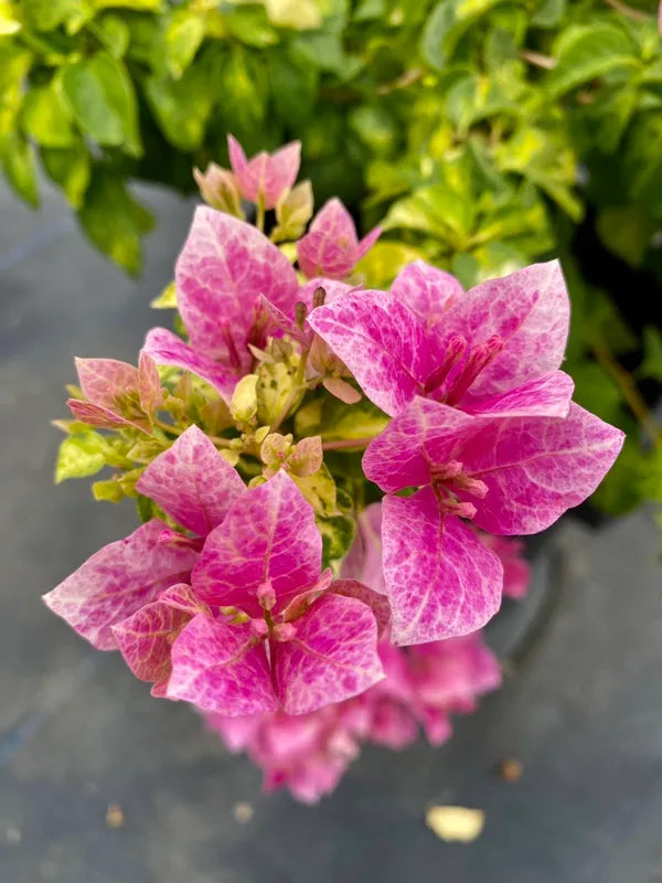 Lady Bird Marbel Bougainvillea Flower Live Plant