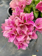 Lady Bird Marbel Bougainvillea Flower Live Plant