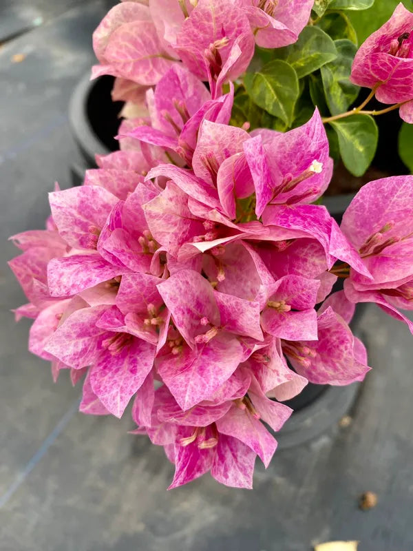 Lady Bird Marbel Bougainvillea Flower Live Plant
