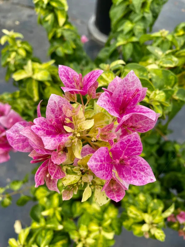 Lady Bird Marbel Bougainvillea Flower Live Plant