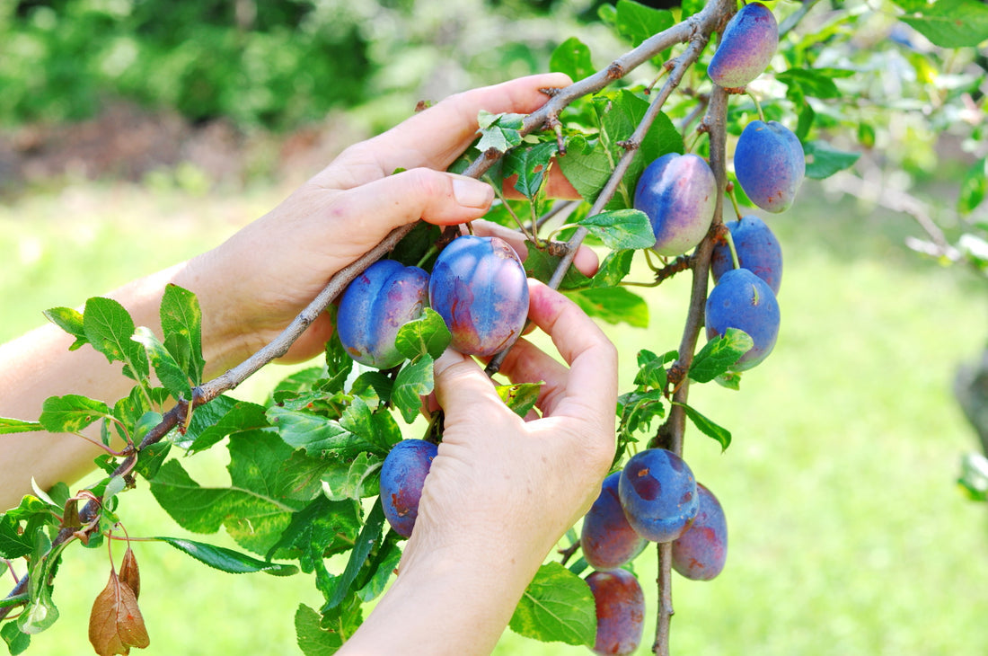 Japanese Purple Plum Hybrid Fruit Plant