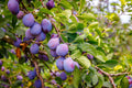 Japanese Purple Plum Hybrid Fruit Plant