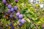 Japanese Purple Plum Hybrid Fruit Plant