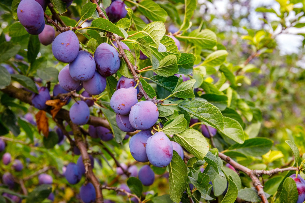 Japanese Purple Plum Hybrid Fruit Plant