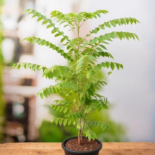 Star Gooseberry Dwarf Variety Hybrid Fruit Plant (pack Of - 1)