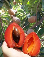 Thai Red Chikku Hybrid Fruit Plant (grafted)