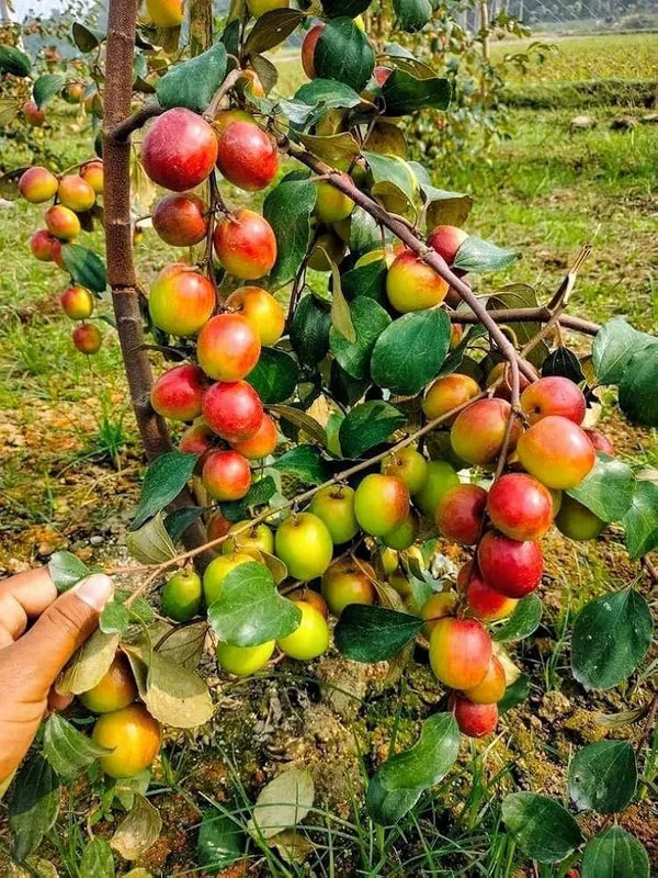 Bharat Sundari Apple Ber Hybrid Fruit Grafted Plant (pack Of - 1)