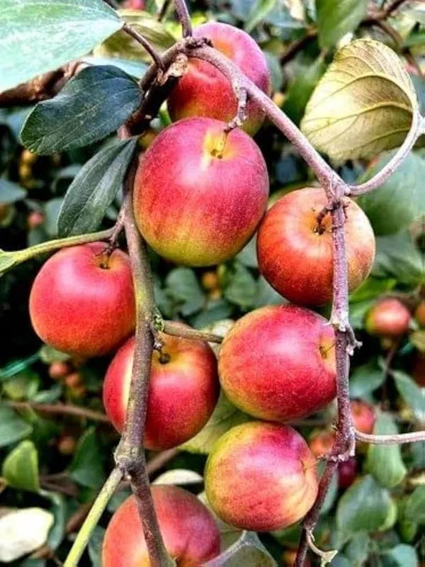 Bharat Sundari Apple Ber Hybrid Fruit Grafted Plant (pack Of - 1)