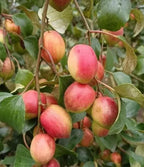 Bharat Sundari Apple Ber Hybrid Fruit Grafted Plant (pack Of - 1)