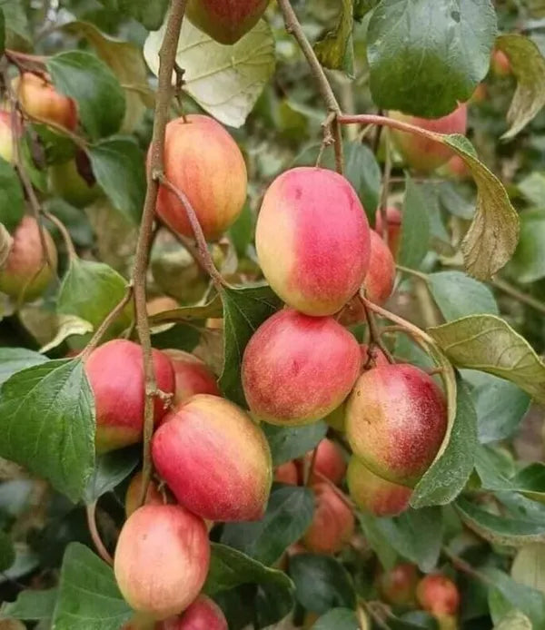 Bharat Sundari Apple Ber Hybrid Fruit Grafted Plant (pack Of - 1)