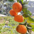 Cylhet Orange/santra Grafted Fruit Plant
