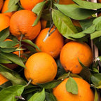 Cylhet Orange/santra Grafted Fruit Plant