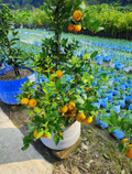 Cylhet Orange/santra Grafted Fruit Plant