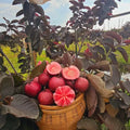 Black Diamond Guava/amrood Air Learning Fruit Plant (pack Of - 1)