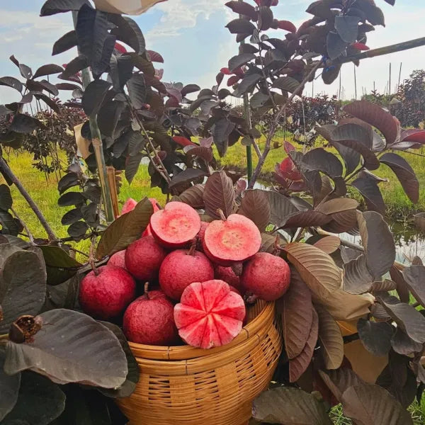 Black Diamond Guava/amrood Air Learning Fruit Plant (pack Of - 1)