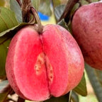 Black Diamond Guava/amrood Air Learning Fruit Plant (pack Of - 1)