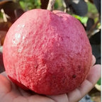 Black Diamond Guava/amrood Air Learning Fruit Plant (pack Of - 1)