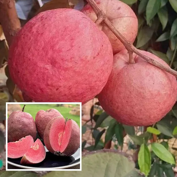 Black Diamond Guava/amrood Air Learning Fruit Plant (pack Of - 1)